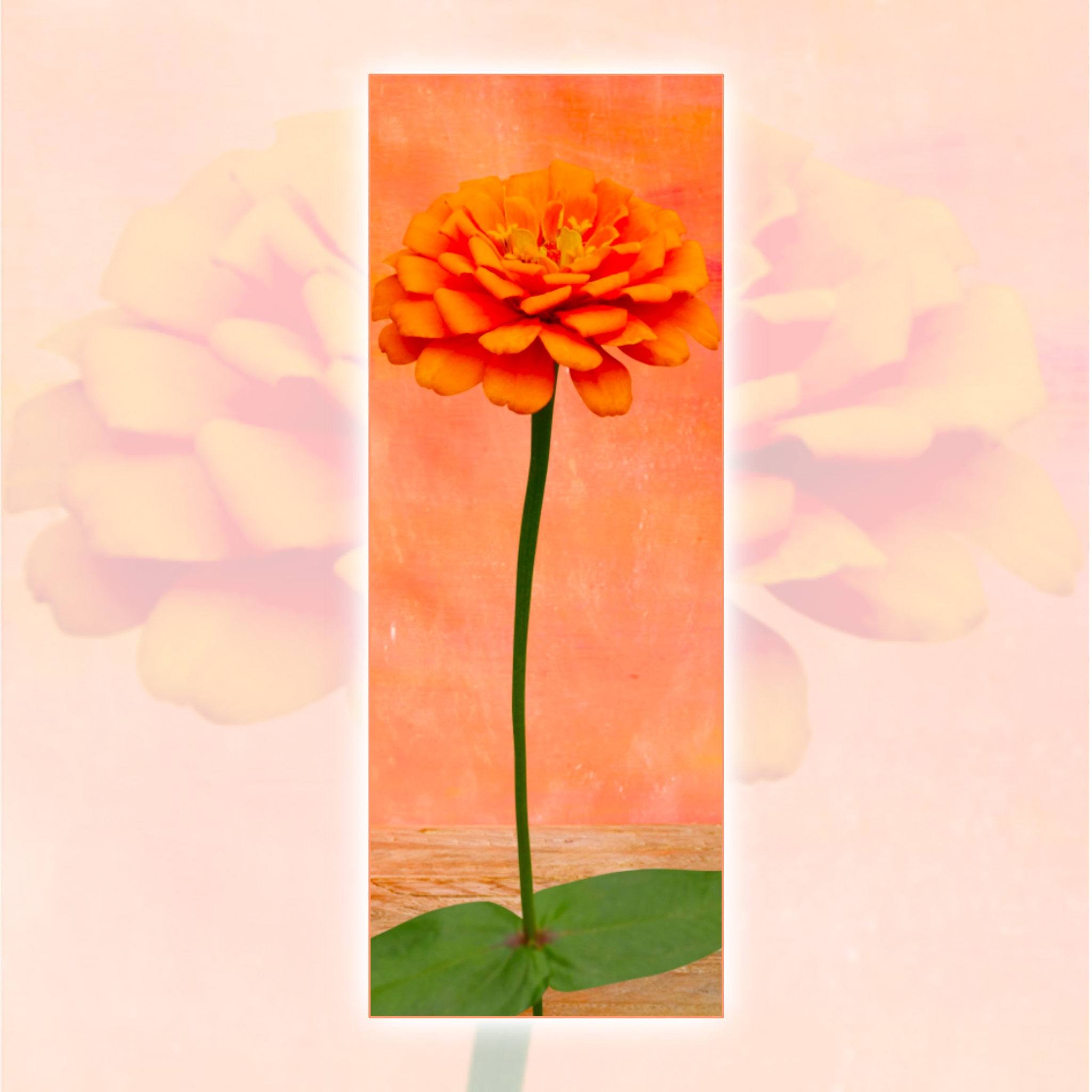 Orange brizz